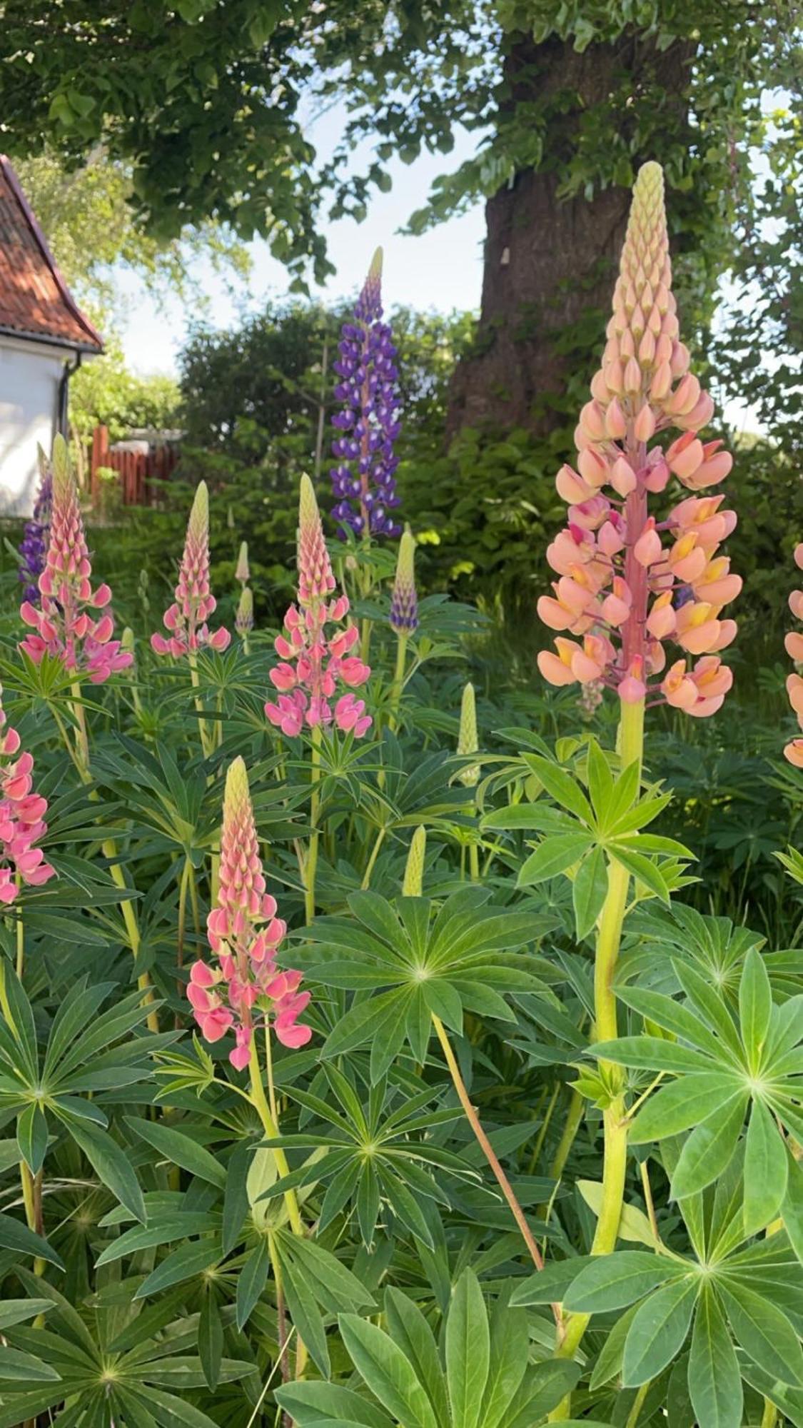 Trennegarden B&B Mjöhult Exterior foto
